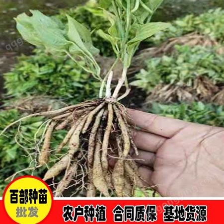鑫燎三农 百部苗少量出售 百部苗种植季节 图片大全