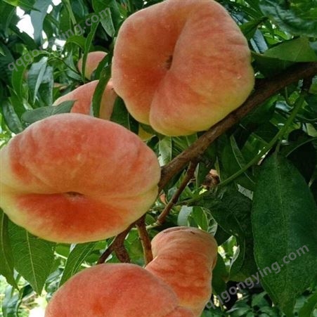 蟠桃出售 蟠桃栽培技术 新品种