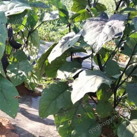 茄子苗 云南批发销售种苗中心 茄子种子处理批发电话