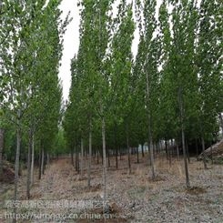 山东107杨树苗 杨树插条种植技术 1公分-3公分规格 扦插段一根