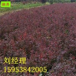山东直销紫叶小檗 30-50公分高 带小土球 小檗苗价格