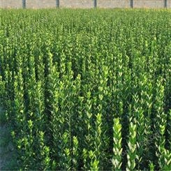 黄杨 欢迎实地考察订货  1米1.5米1.8米2米北海道  北海道黄杨价格 基地直销 提供种植技术