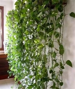 仿真植物藤条 家居装饰藤蔓 人造仿真植物 绿植吊饰