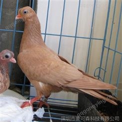 河南邓县大量供应及国系金鱼种鸽 及 欣赏鸽