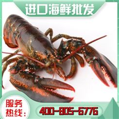 嘉汇荣 进口带鱼段 大冰虾生鲜速冻青虾批发 供应定制