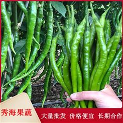 临沂线椒 皮薄籽少 21年大棚新辣椒 传统种植