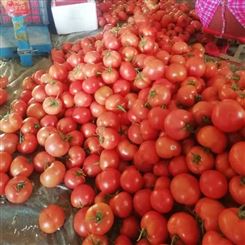 商洛市现货西红柿 西红柿批发 宏远果蔬 新鲜蔬菜 欢迎采购