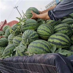 邢台市甜王西瓜 批发新鲜水果 全国销售宏远果蔬
