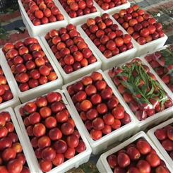 丹东市油桃 油桃批发 现货新鲜水果 做工优质油桃 油桃批发