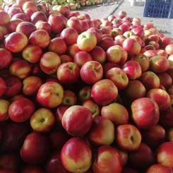 宜春市品质优 油桃 油桃厂家批发 新鲜水果 工厂