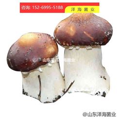 大球盖菇 品种  质量优